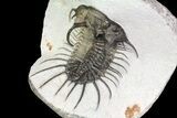 New Trilobite Species (Affinities to Quadrops) #69581-7